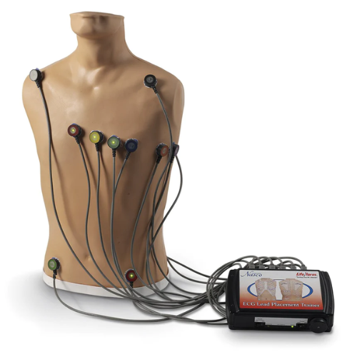 5-Lead ECG Placement Trainer - Nasco